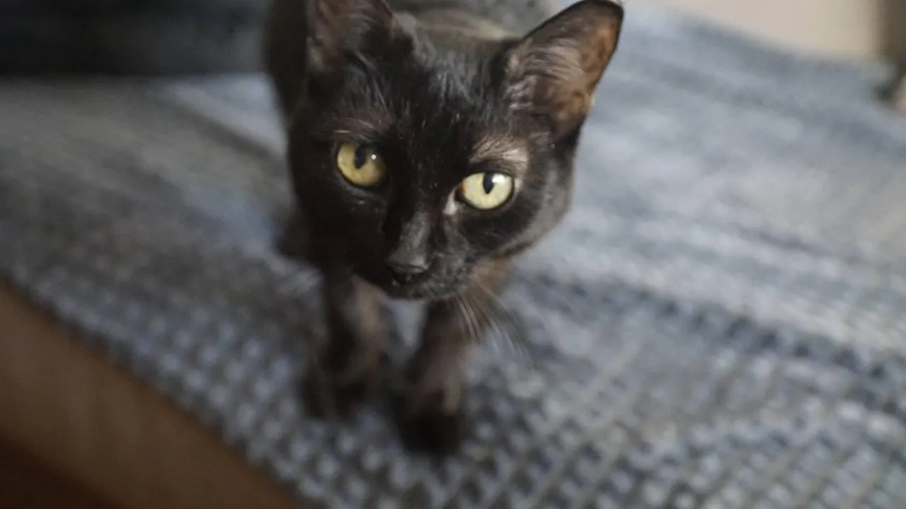 «Челны Live» / Екатерина Волкова