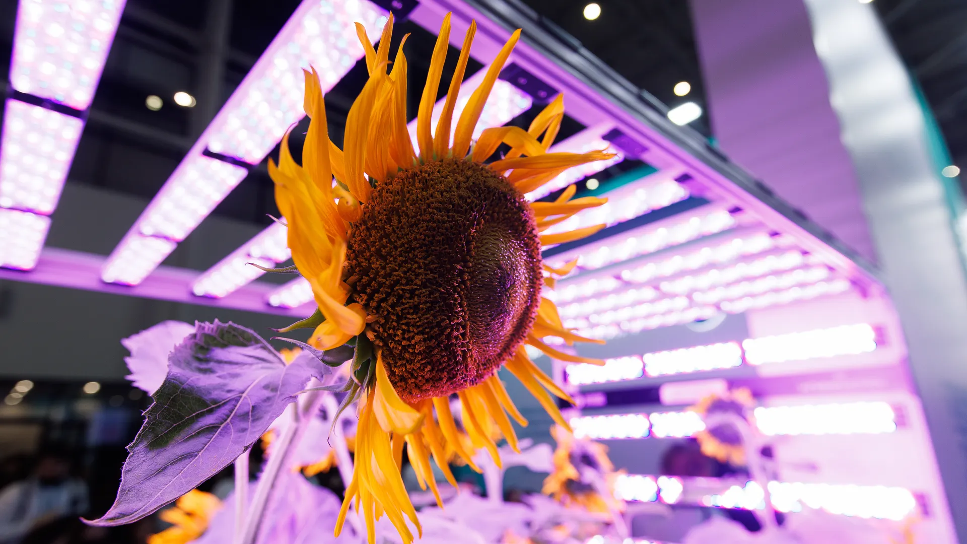 Стенды агропромышленных предприятий АПК на выставке «Золотая осень-2025» в Москве