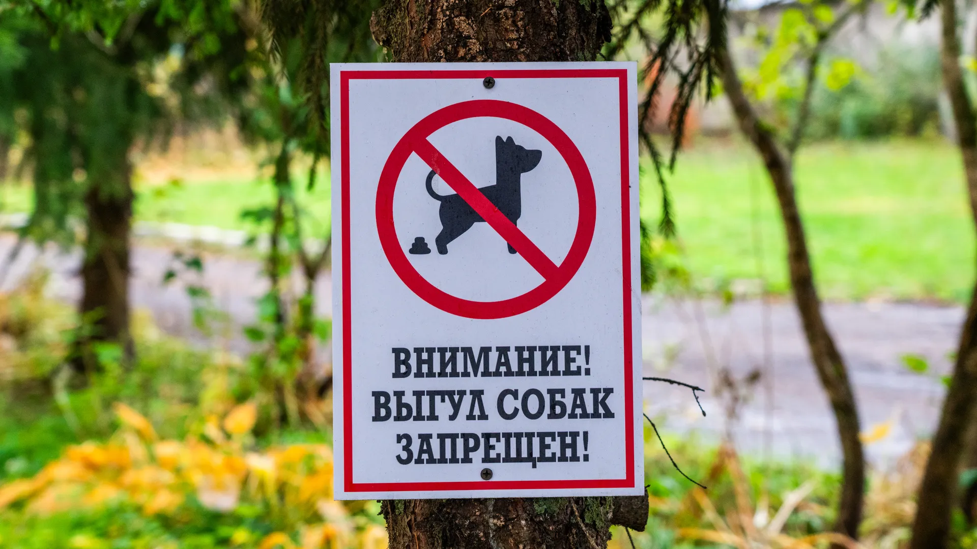 Табличка в парке «Выгул собак запрещен»