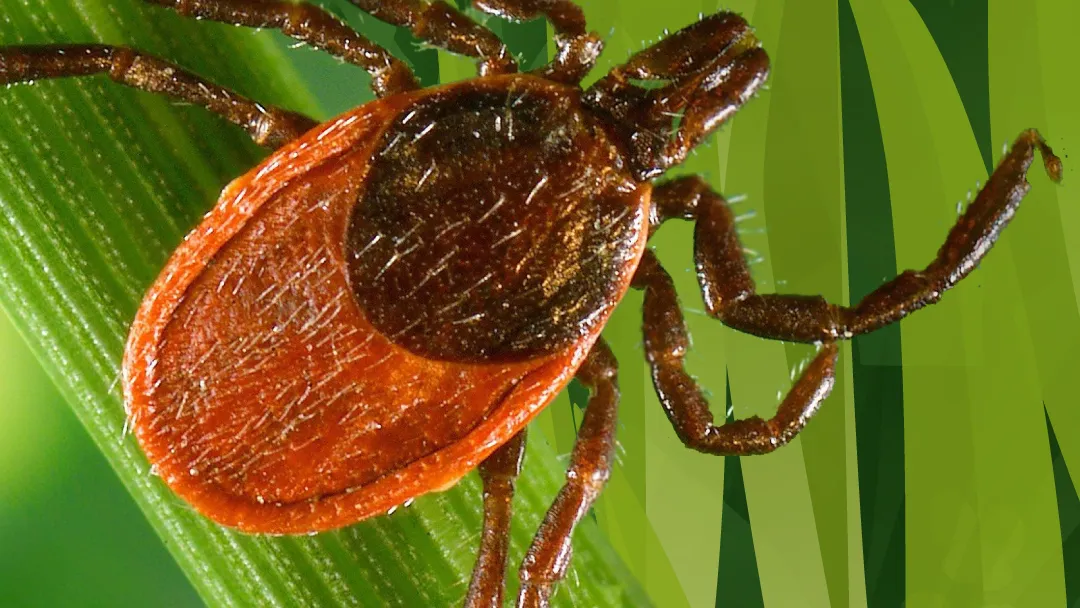 осторожно, клещи